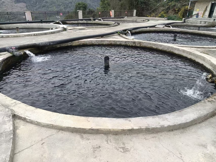 “開陽模式”鱘魚養殖場。