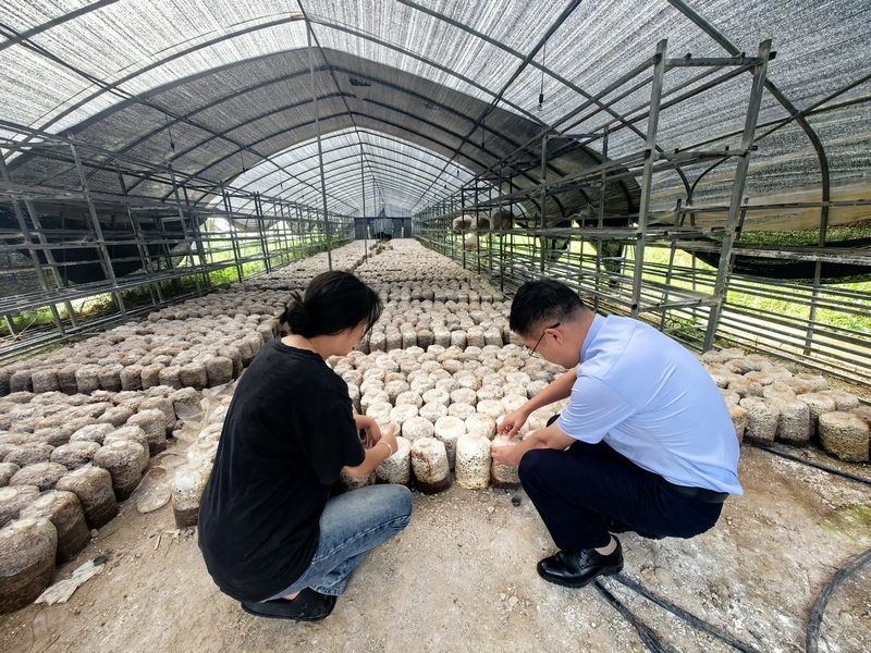 客戶經理走訪食用菌大棚。