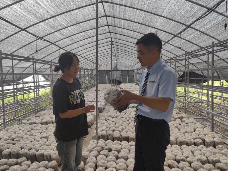客戶經理深入了解食用菌種植情況。