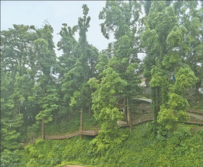 位于情郎村的楠木群。本報記者 蘇 濱攝