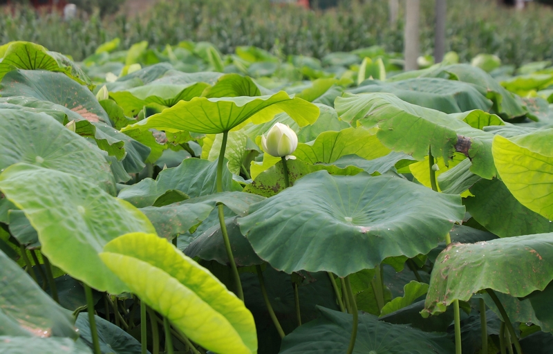 含苞待放的花骨朵。