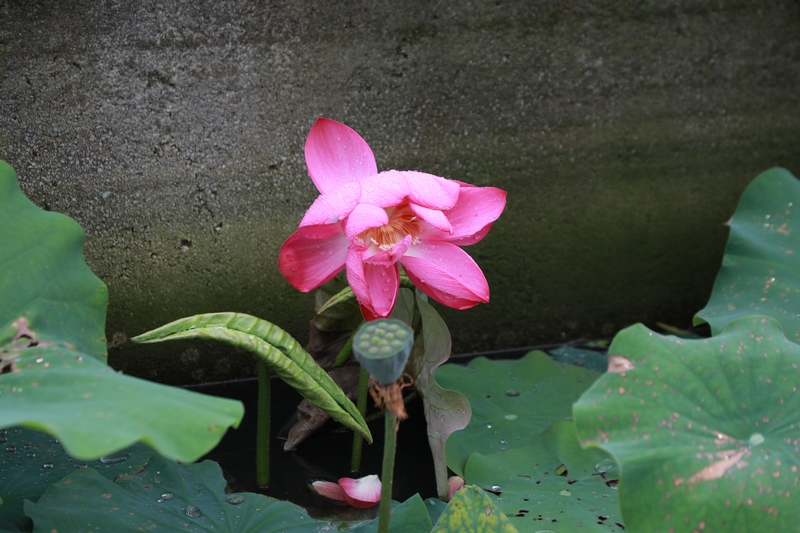 雨后的荷花嬌艷欲滴。