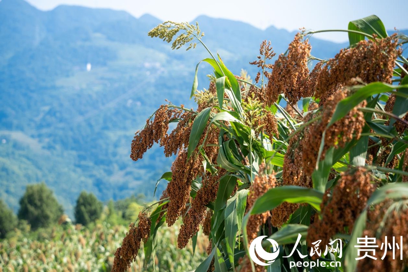 仁懷市長崗鎮茅坡村，沉甸甸的高粱穗飽滿欲墜。人民網記者 涂敏攝
