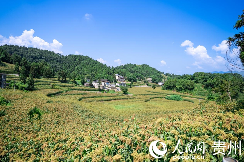 仁懷市長崗鎮茅坡村，成片的高粱鋪展到田野盡頭。人民網記者 涂敏攝