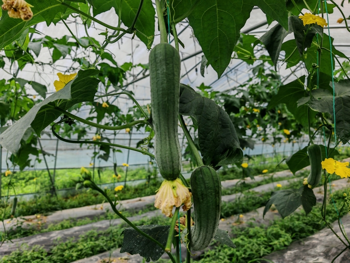 清菇娘產業園的翠綠絲瓜藤，綴滿鮮嫩瓜。習水縣融媒體中心供圖.jpg