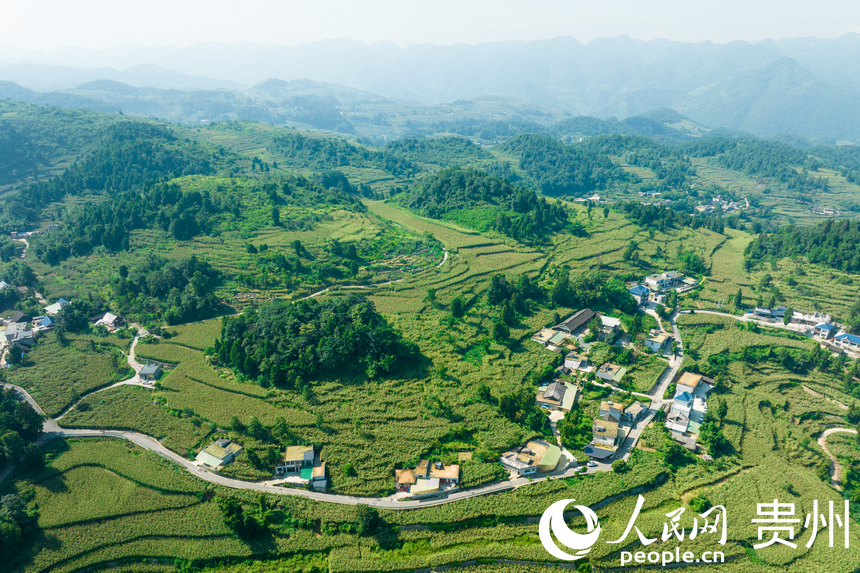 貴州省仁懷市長崗鎮的集中連片高粱田。人民網記者 涂敏攝
