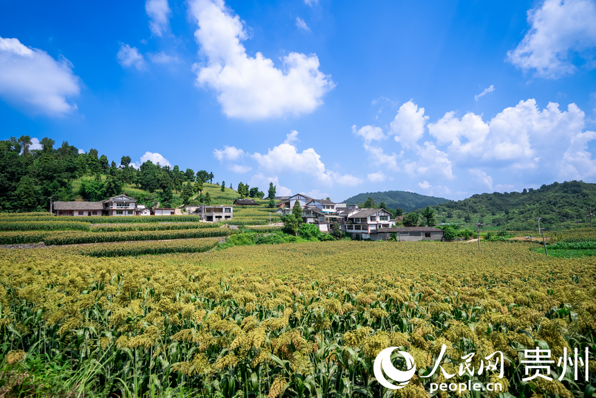 貴州省仁懷市長崗鎮的集中連片高粱田。人民網記者 涂敏攝