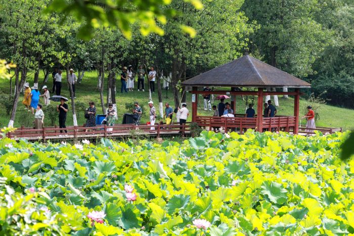 荷花吸引了眾多市民打卡。.jpg