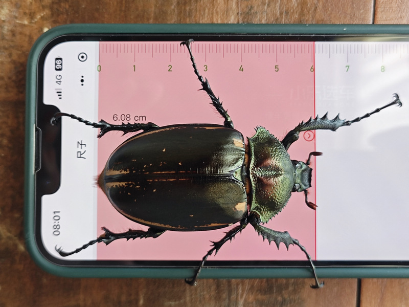 瀕危陽彩臂金龜雌性個體。