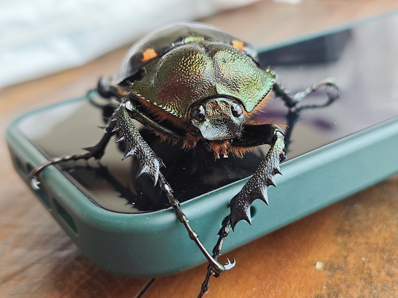 瀕危陽彩臂金龜雌性個體。