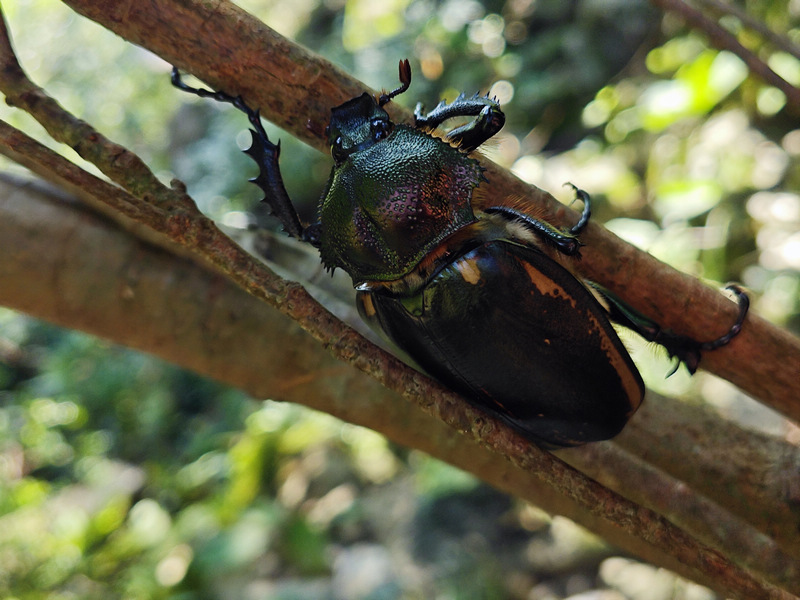 瀕危陽彩臂金龜雌性個體。