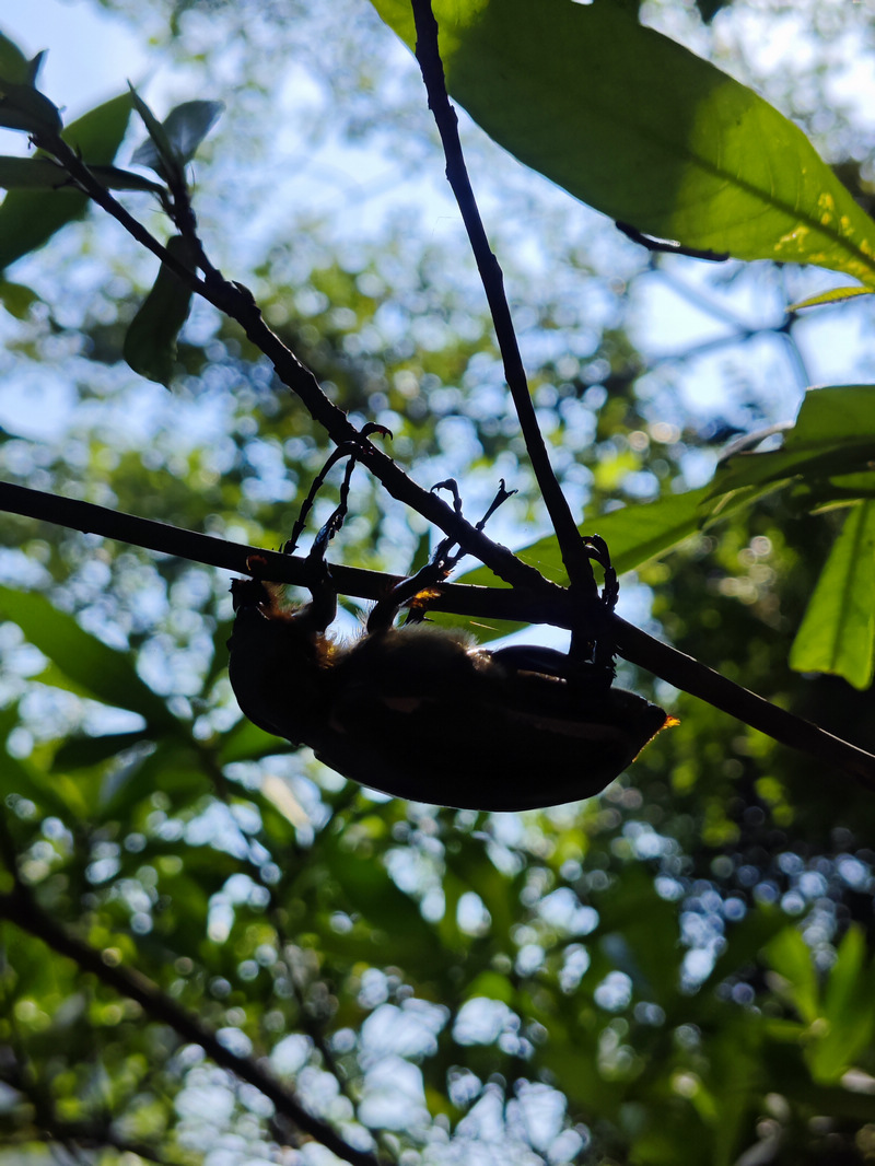 瀕危陽彩臂金龜雌性個體。