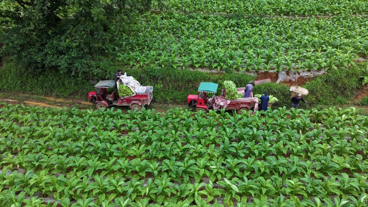 赫章縣可樂鄉雙龍村村民在運輸采收的烤煙（周靈君 攝