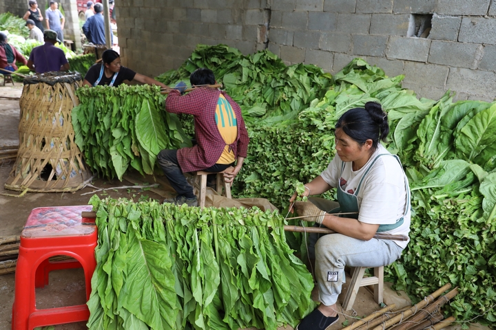 赫章縣可樂鄉村民在編扎烤煙（周靈君 攝