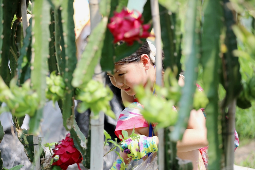 來自上海的孩子在家長的陪同下體驗采摘火龍果。