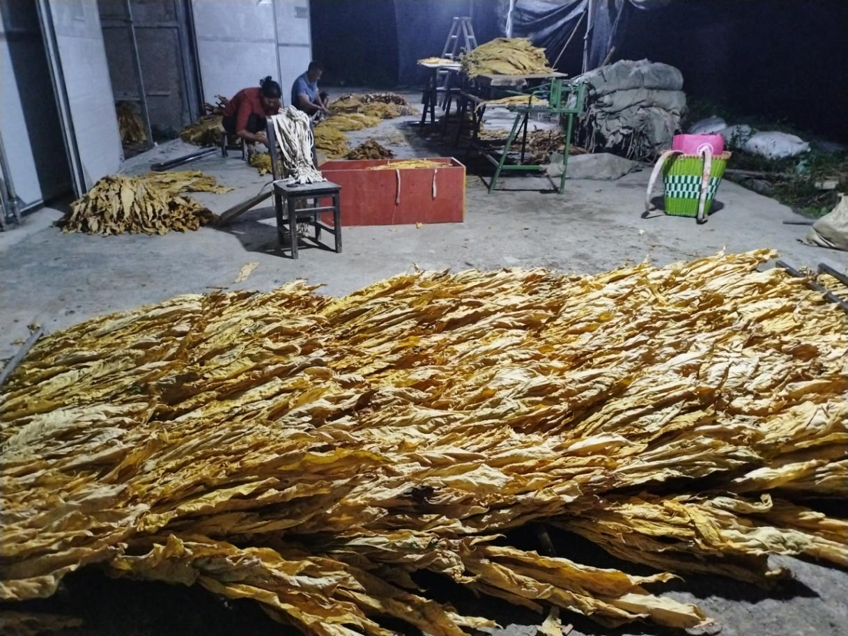 工人在分揀煙葉。