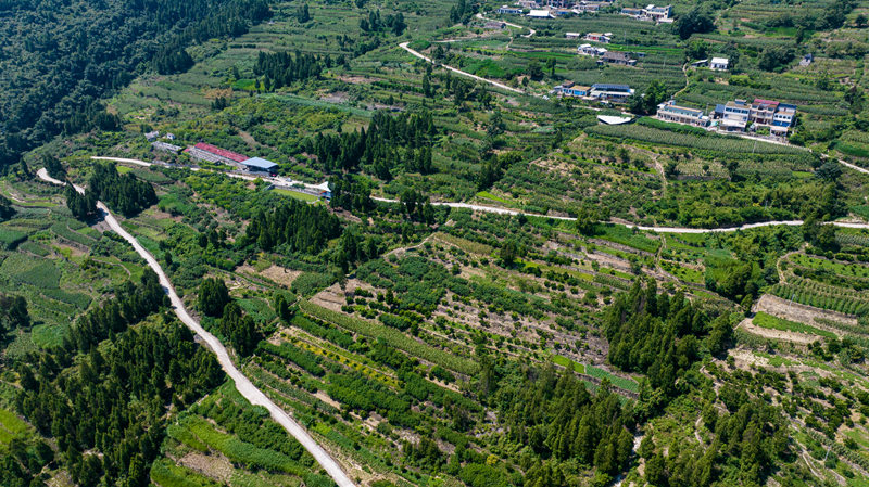 貴州省畢節市七星關區清水鋪鎮寧家村黃桃種植基地。