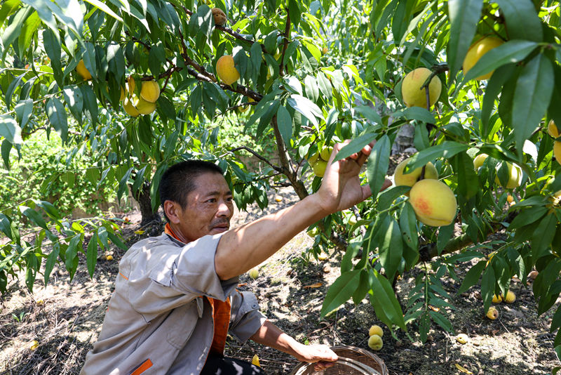 果農們穿梭在桃林間，忙著摘果。