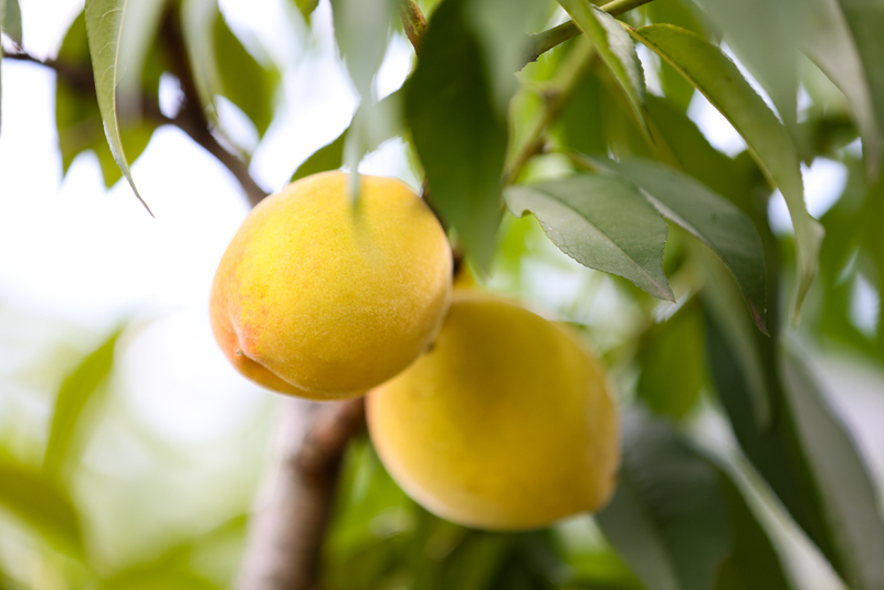 一顆顆成熟的黃桃掛滿枝頭，果香四溢。