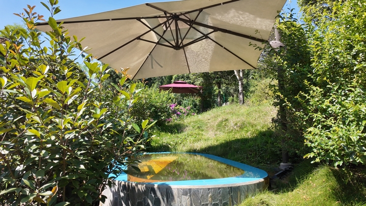 綠植環抱小泉池，藏著夏日清涼意。張川 攝.jpg