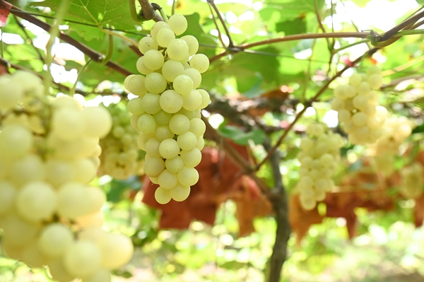 松桃寨冠村：葡萄成熟季 游客采摘忙。