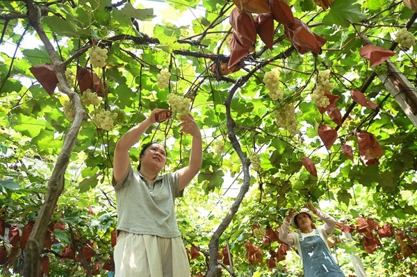 松桃寨冠村：葡萄成熟季 游客采摘忙。