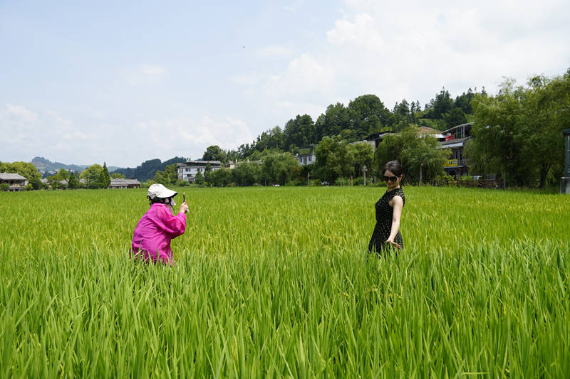 游客在音寨田園間拍照。