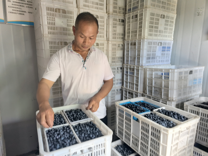分揀藍莓。