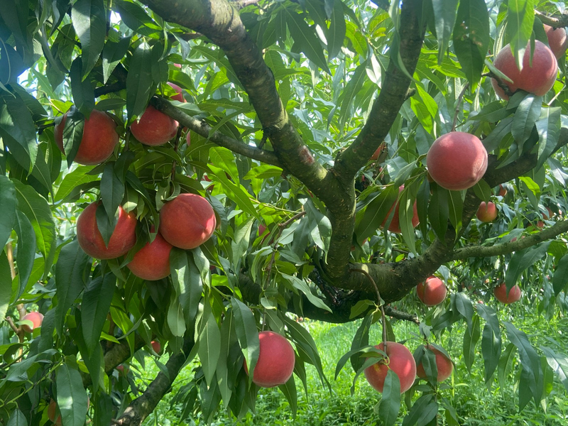 豐收的黃桃。郭振東攝