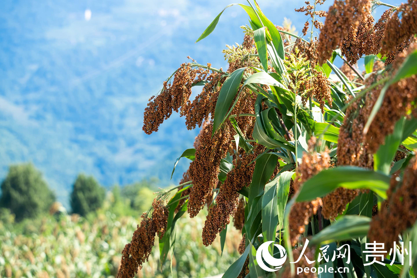 茅坡村高粱豐收。 人民網記者 涂敏攝  