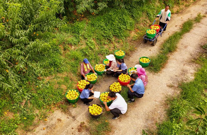 2025年8月7日，在貴州省銅仁市玉屏侗族自治縣新店鎮新店村黃桃種植基地，檢察干警向村民宣傳民法典、防范電信詐騙等相關法律知識。
