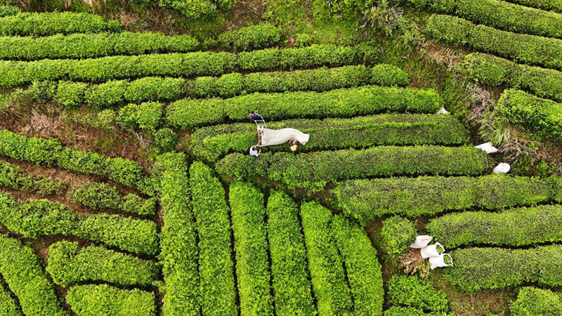 印江深入踐行“兩山論”鋪就綠色發展坦途。