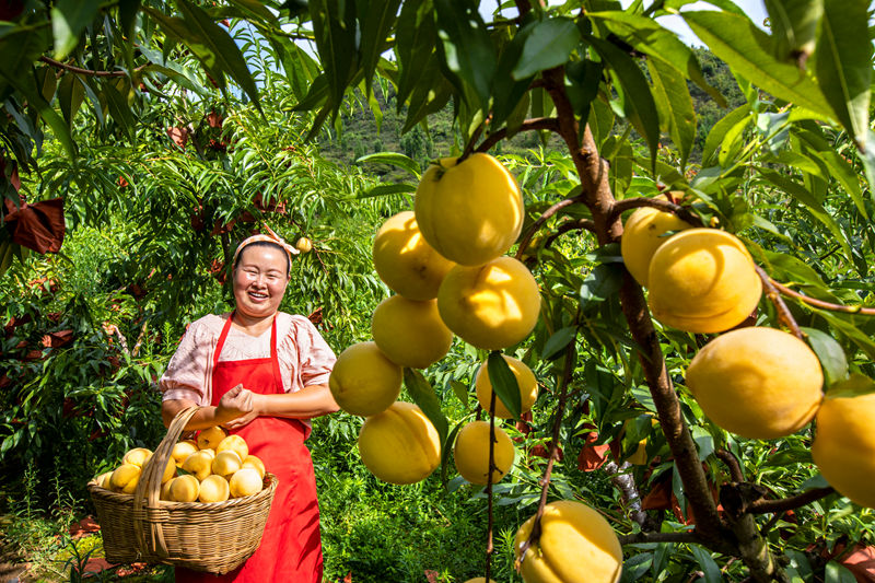 村民在貴州省黔西市洪水鎮官莊村豐月谷水果種植基地采摘黃桃。