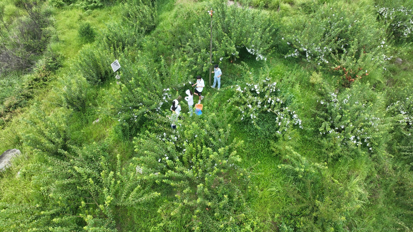 犁倭鎮下寨村的黃金李種植園。陸勁松攝