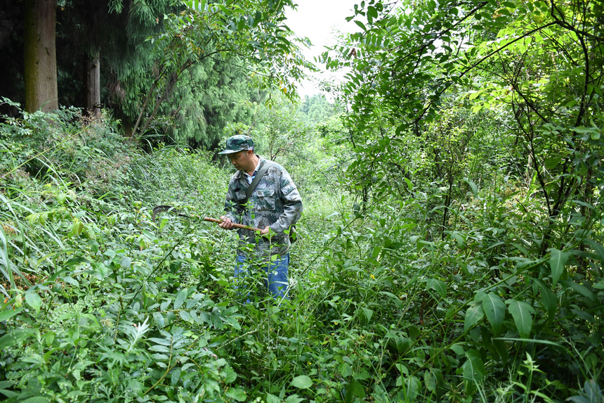 姚克禮在巡林。