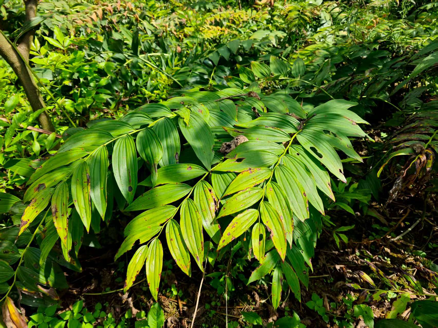 黃精長勢喜人。