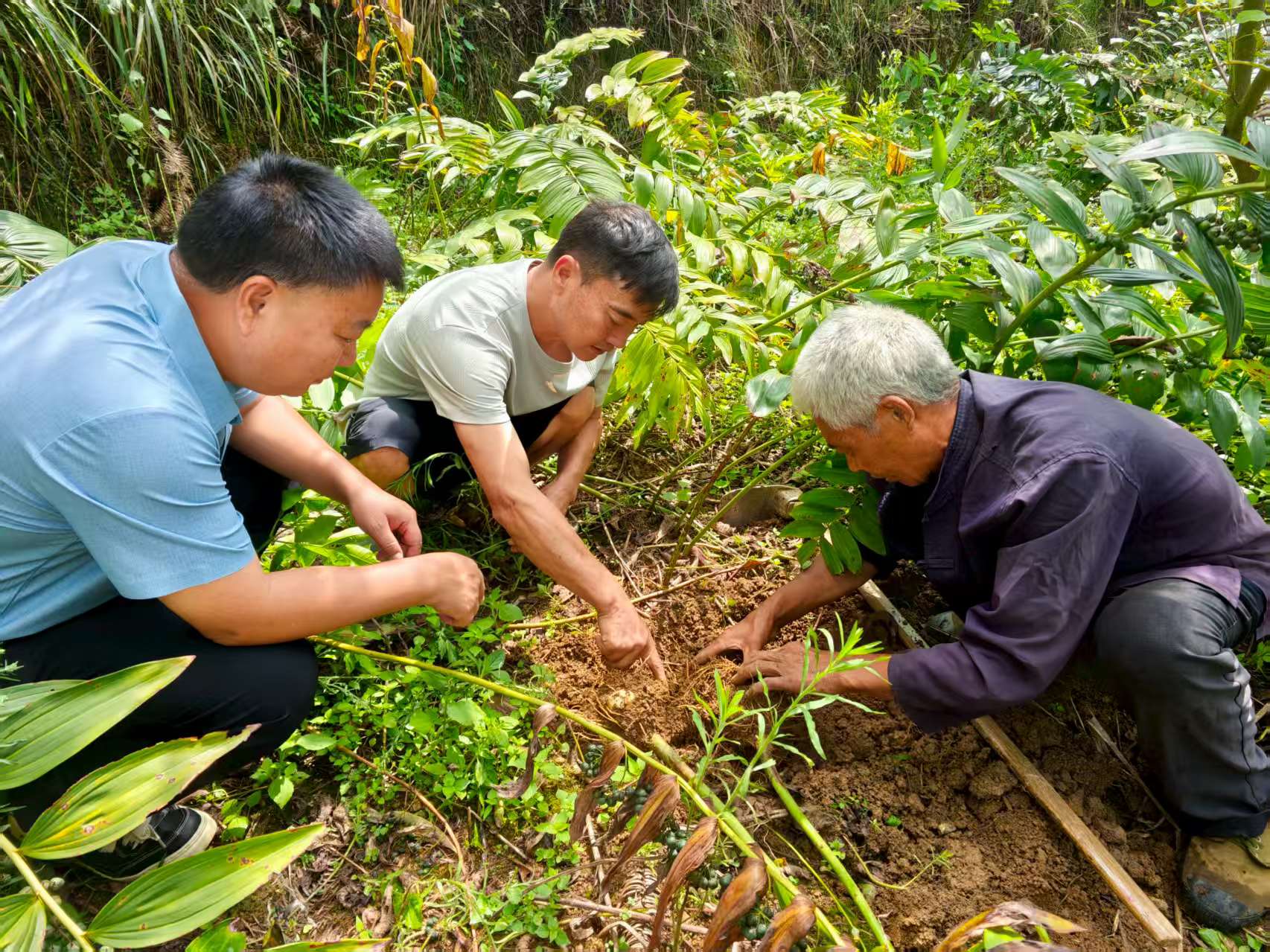農技人員、種植戶、務工村民一起查看地里黃精長勢。