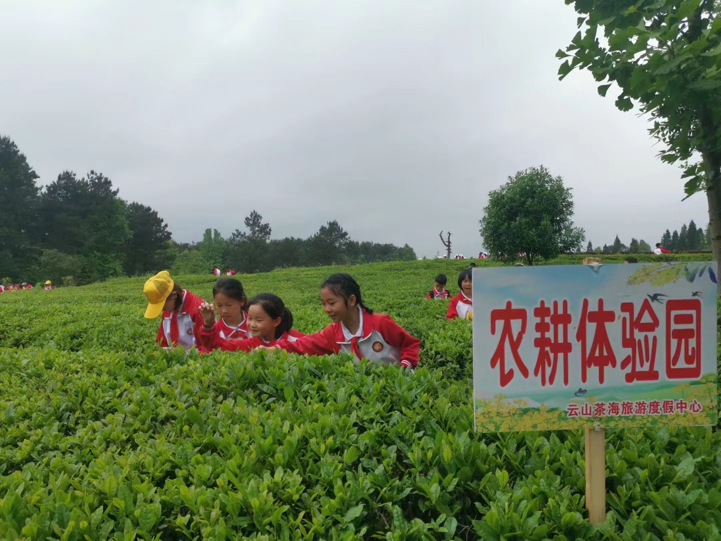 茶體驗教學活動。