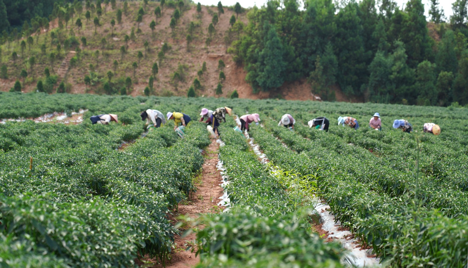 清鎮市麥格鄉小靛山的辣椒豐收了。