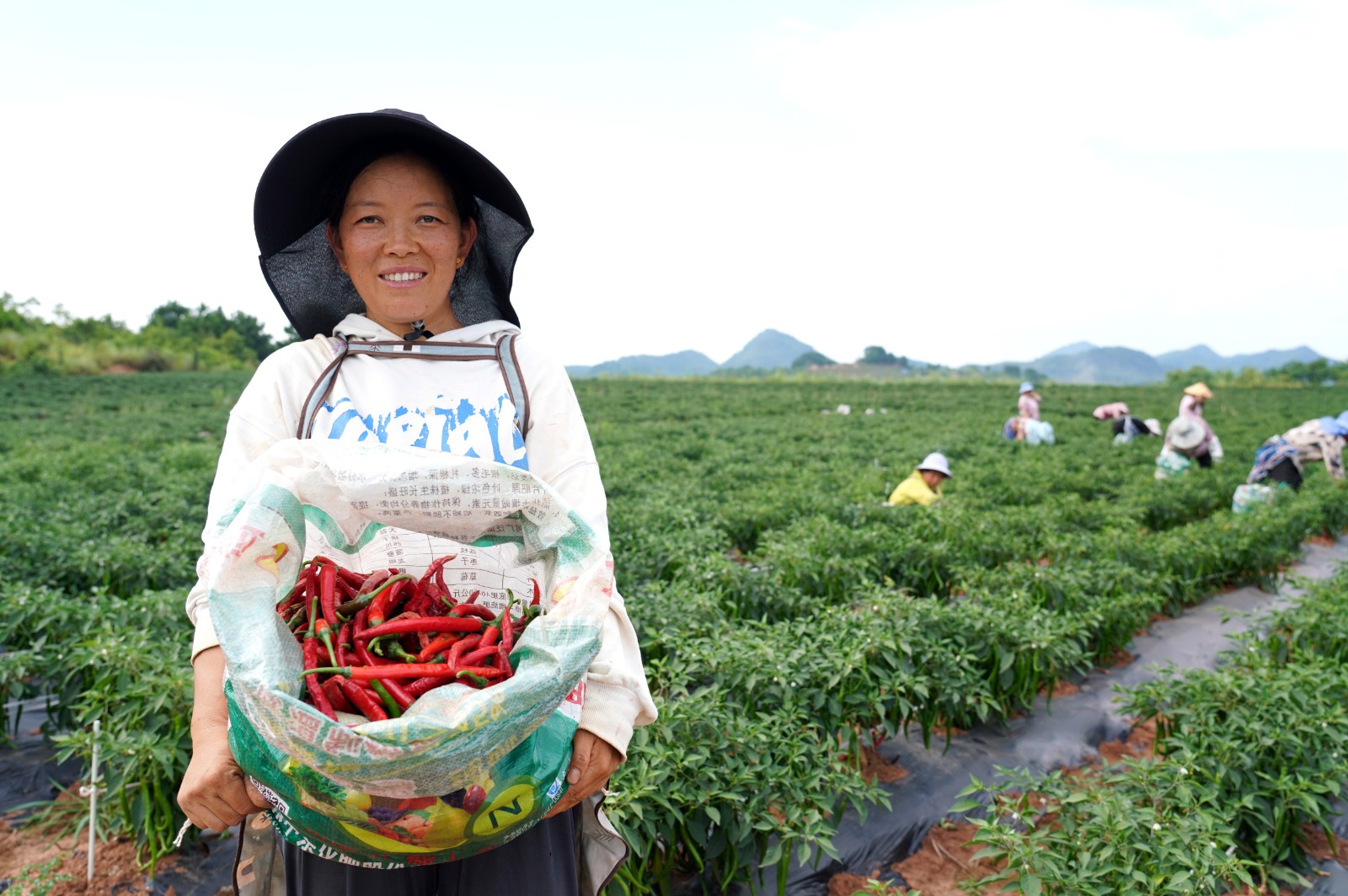 清鎮市麥格鄉小靛山的辣椒豐收了。