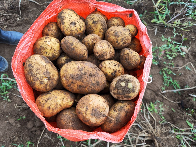 赫章縣興發鄉采挖的畢薯8號馬鈴薯。羅靜漪攝