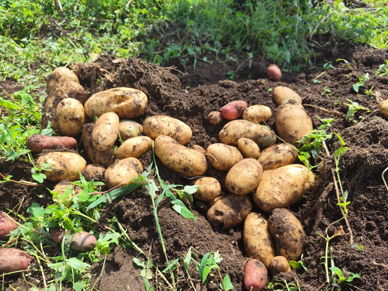 赫章縣興發鄉剛采挖的畢薯8號馬鈴薯。羅靜漪攝