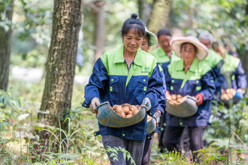 村民正在搬運采收的天麻。