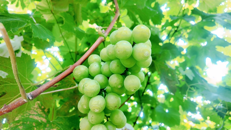貴州松桃：生態葡萄甜蜜上市 串起鄉村振興致富路。