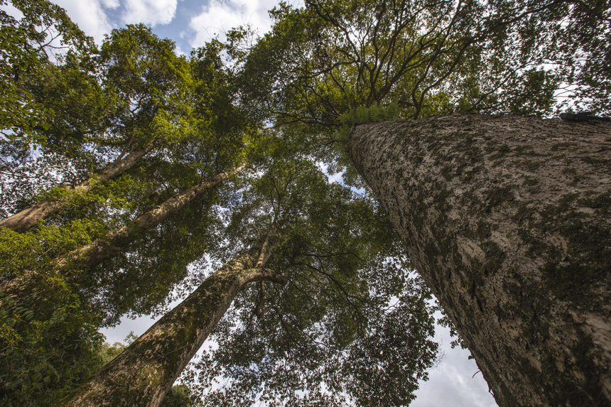 香楠古樹。田東攝
