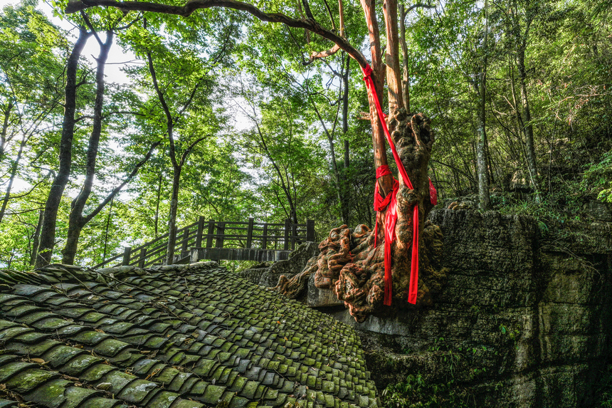 鳳岡六里村千年古樹 。 李自新攝
