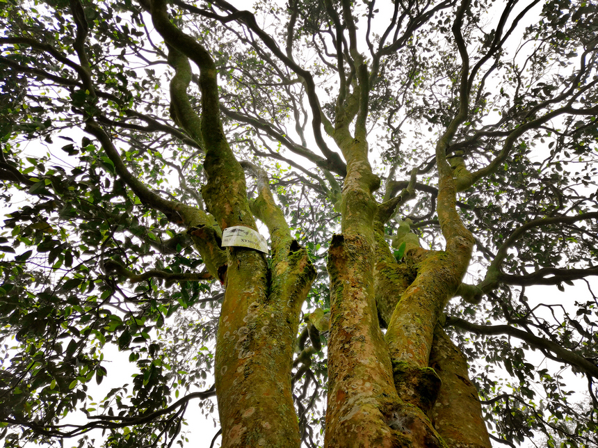 習水縣古樹茶。 羅利飛攝
