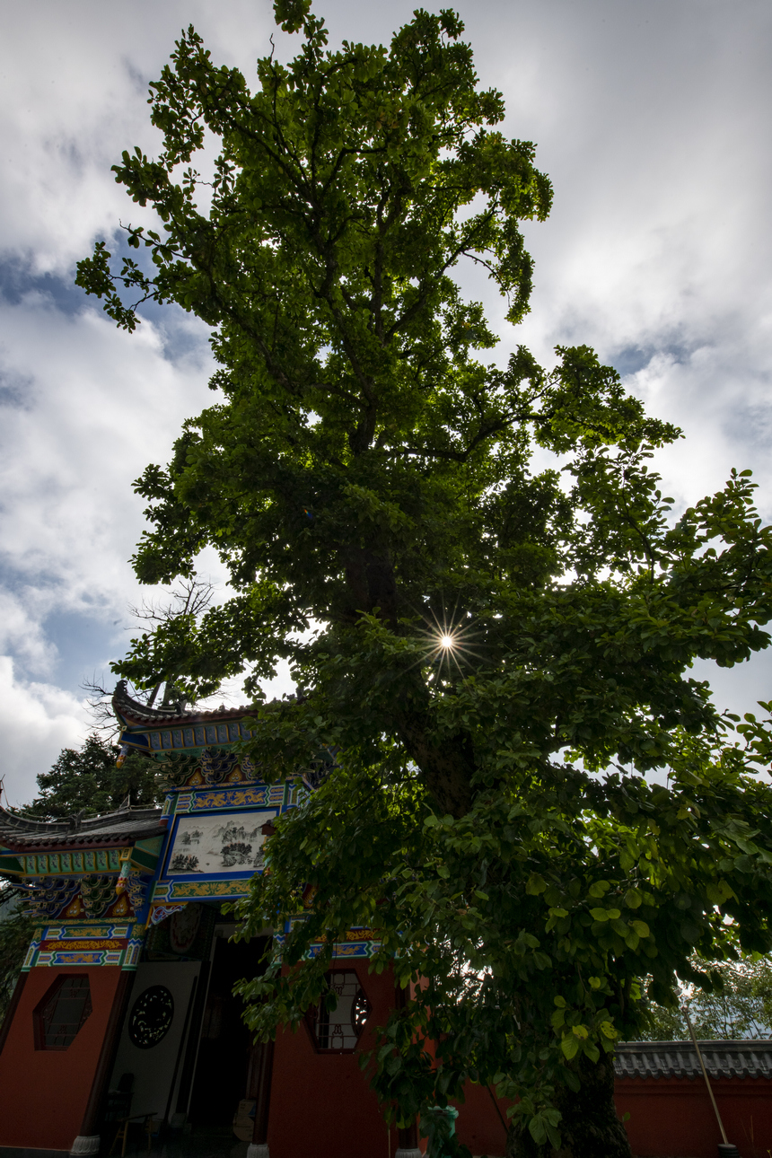 位于七星關區靈峰寺至今已650百多年的玉蘭花樹。白麗霞攝
