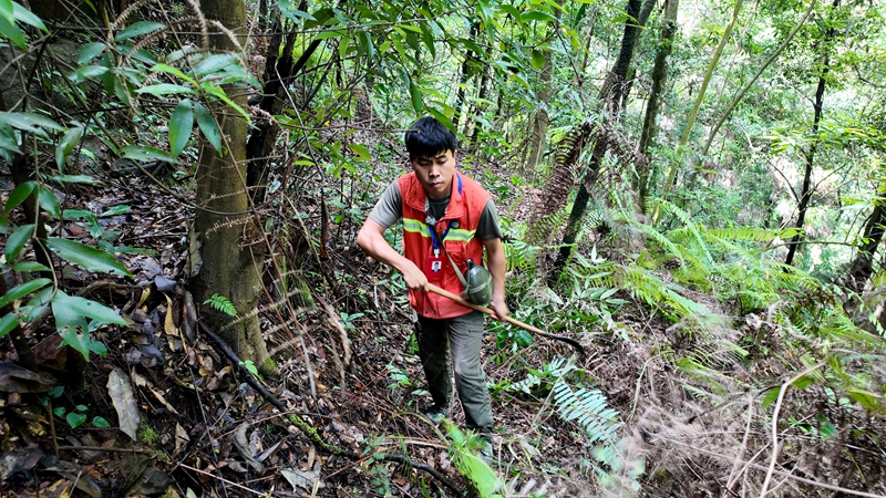 吳攀勝對雜草進行清理。稅會靜攝