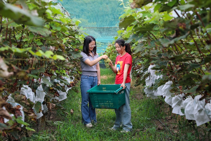 游客采摘葡萄。沈建華攝.jpg